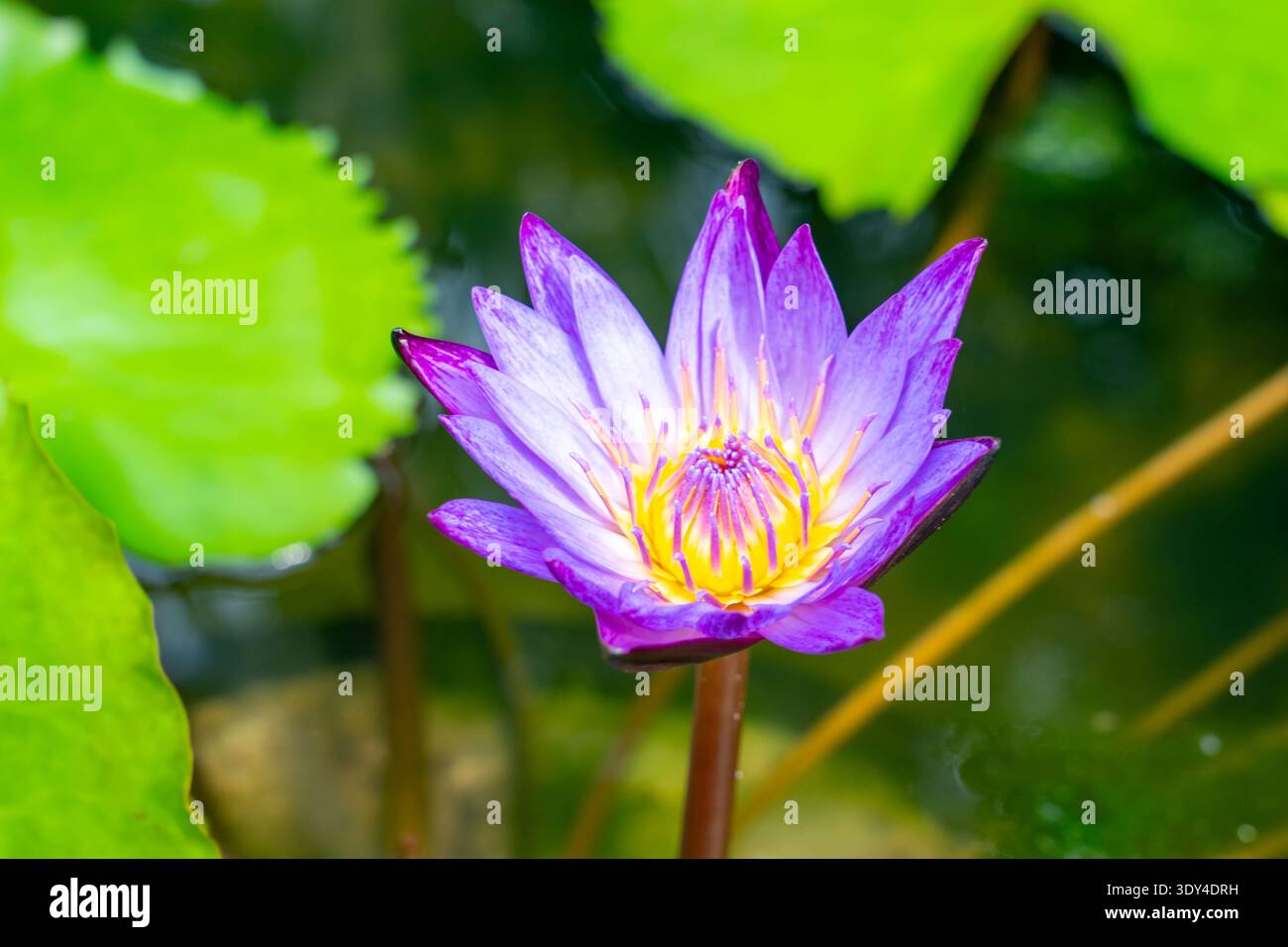 Nymphaea 'Lindsey Woods' fleur de nénuphar. Thaïlande Banque D'Images