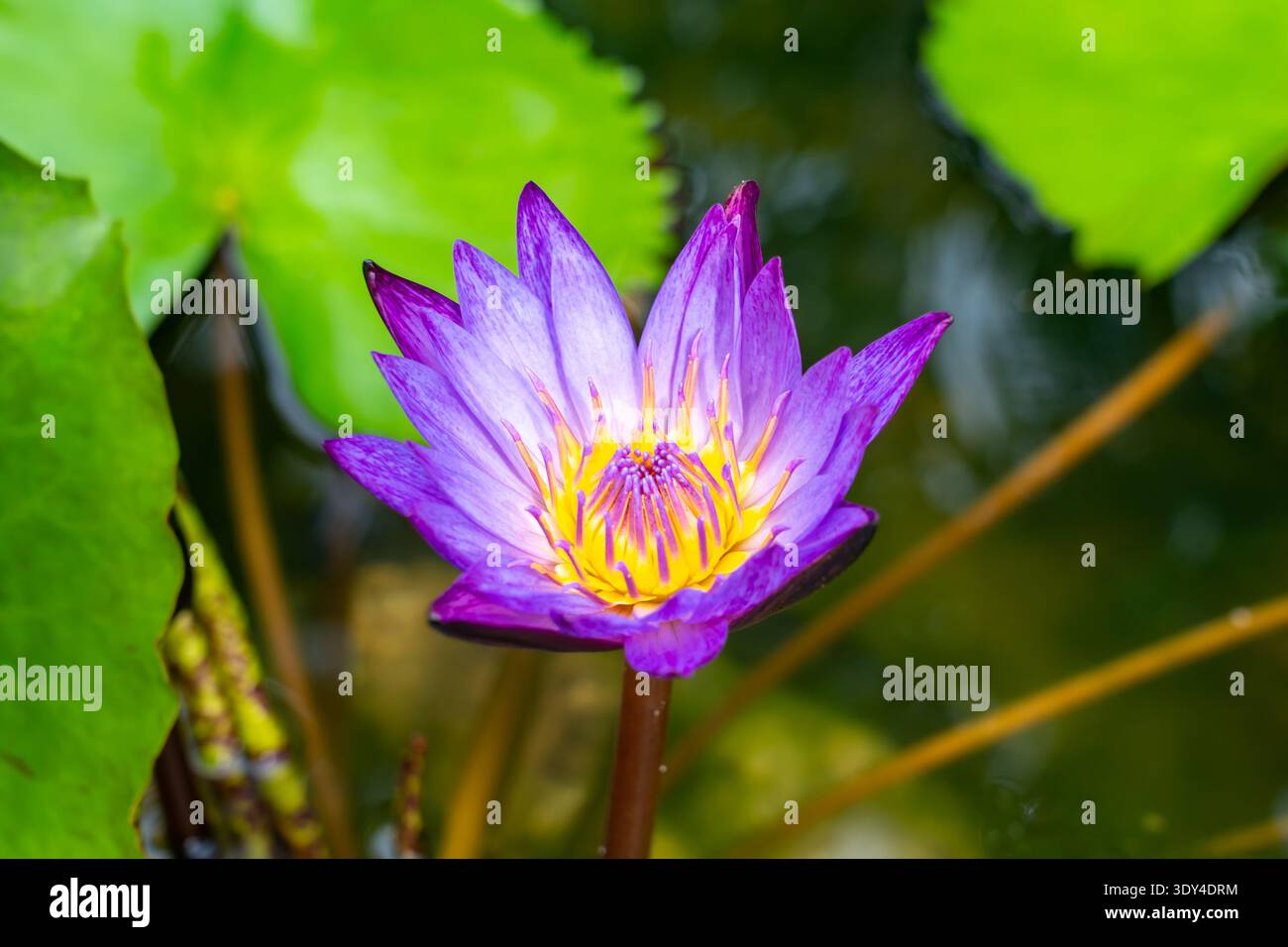 Nymphaea 'Lindsey Woods' fleur de nénuphar. Thaïlande Banque D'Images