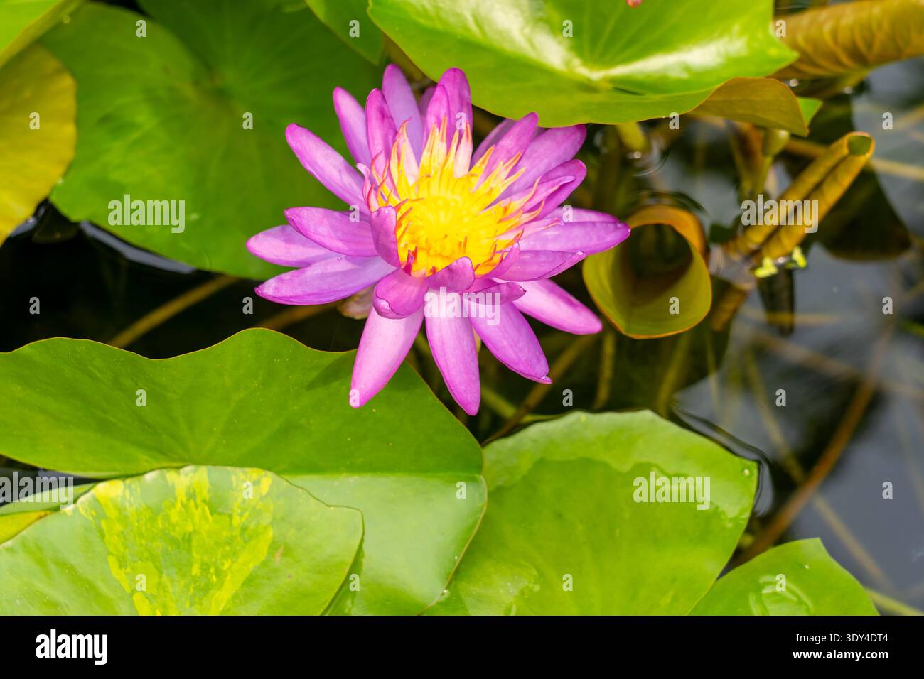 Nymphaea 'Purple Sill' fleur de nénuphar. Thaïlande Banque D'Images