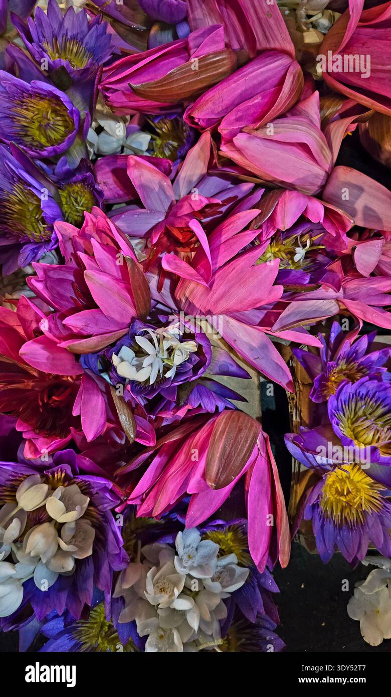 Une grande quantité de fleurs de lotus bleues, connue localement au Sri Lanka sous le nom de Nil Manel. Ces fleurs sont souvent utilisées pour des offrandes religieuses dans les temples, comme le Temple de la relique de la dent sacrée à Kandy. Sri Lanka. Banque D'Images