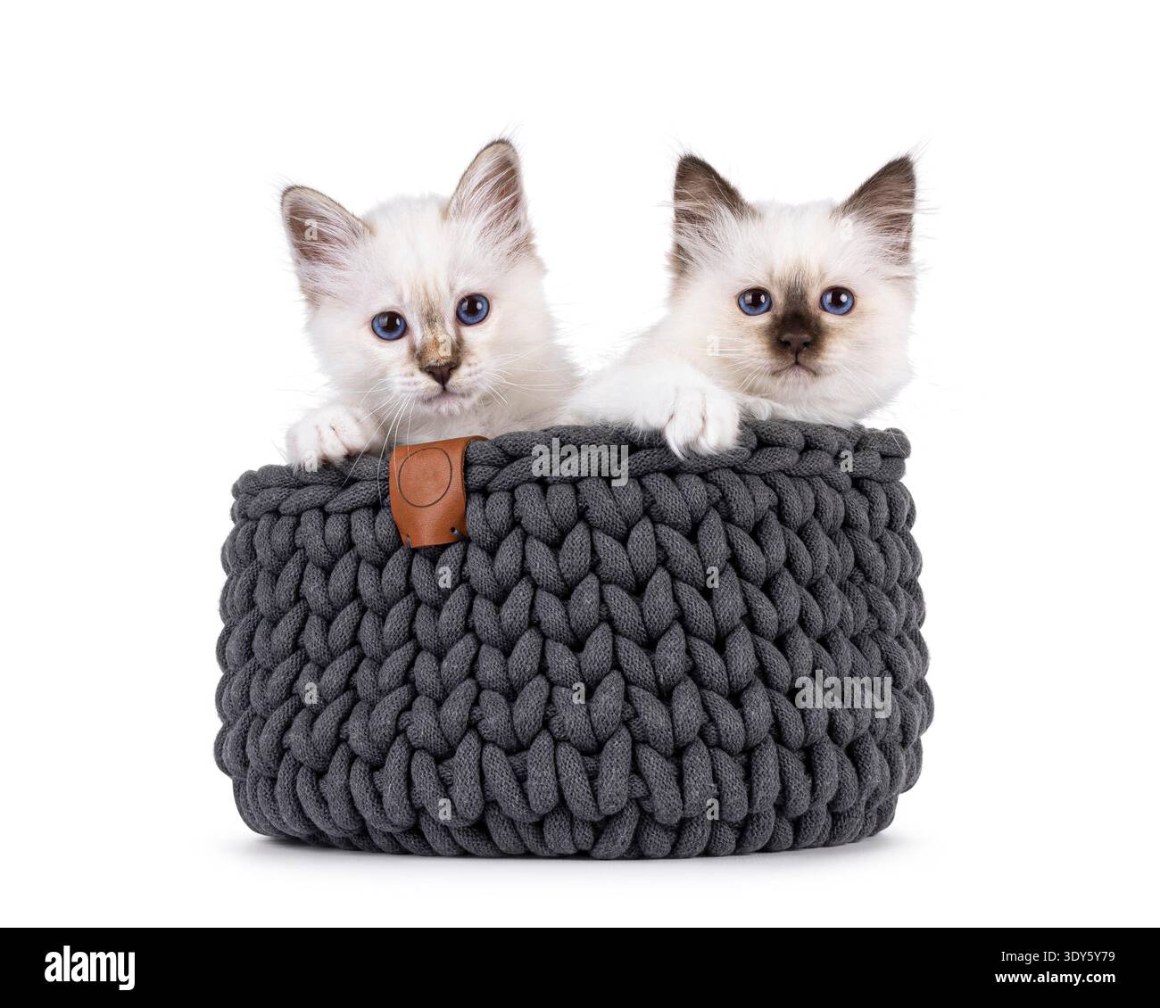 Adorable duo de chatons chat Sacred Birman, assis dans un panier tricoté gris. Les deux regardent vers la caméra avec des yeux bleus spécifiques à la race. Isolé sur fond blanc. Banque D'Images