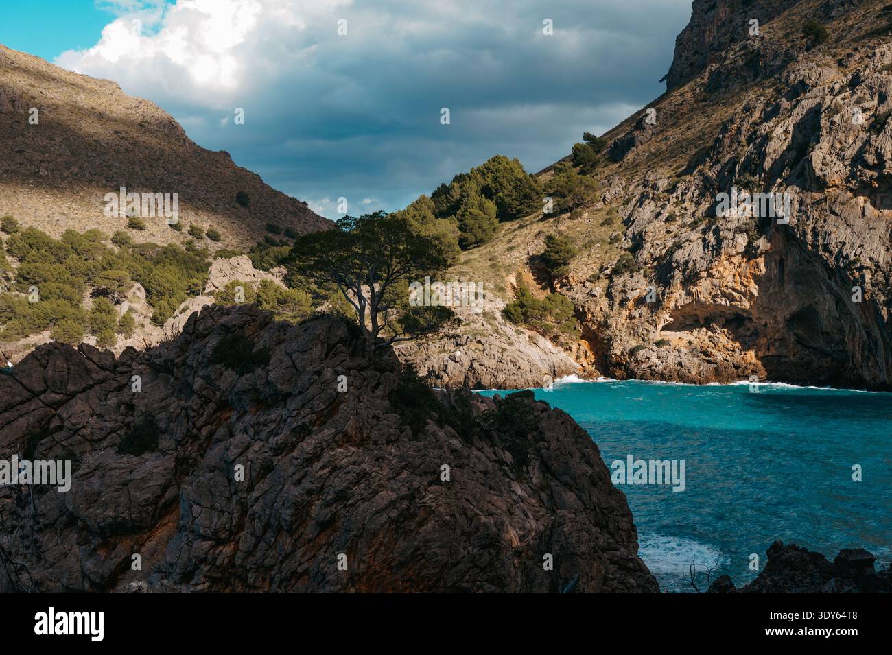 PIN solitaire sur les falaises rocheuses, sa Calobra Mallorca Banque D'Images