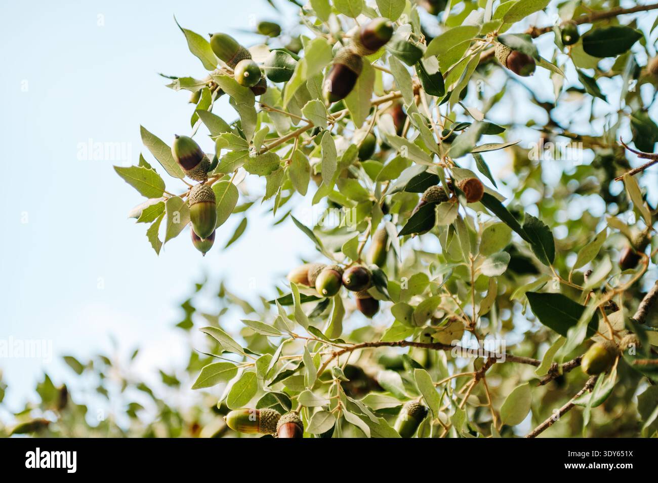 Glands de chêne Holm (Quercus ilex) dans la forêt méditerranéenne, Majorque Banque D'Images