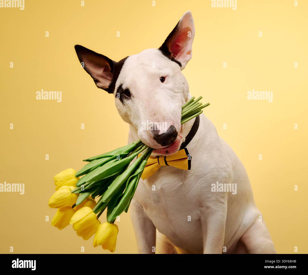 Un Bull Terrier blanc portant un noeud papillon jaune tient un bouquet de tulipes jaunes sur un fond jaune ensoleillé. La scène ludique met l'accent sur le chien Banque D'Images
