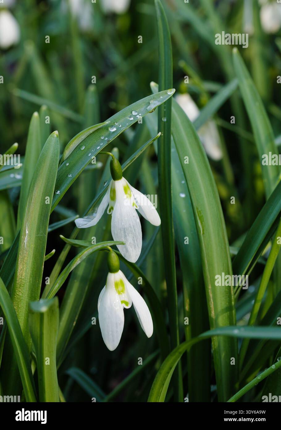 Les gouttes de neige se rapprochent avec des pétales ouverts et des gouttelettes d'eau sur le feuillage. Banque D'Images