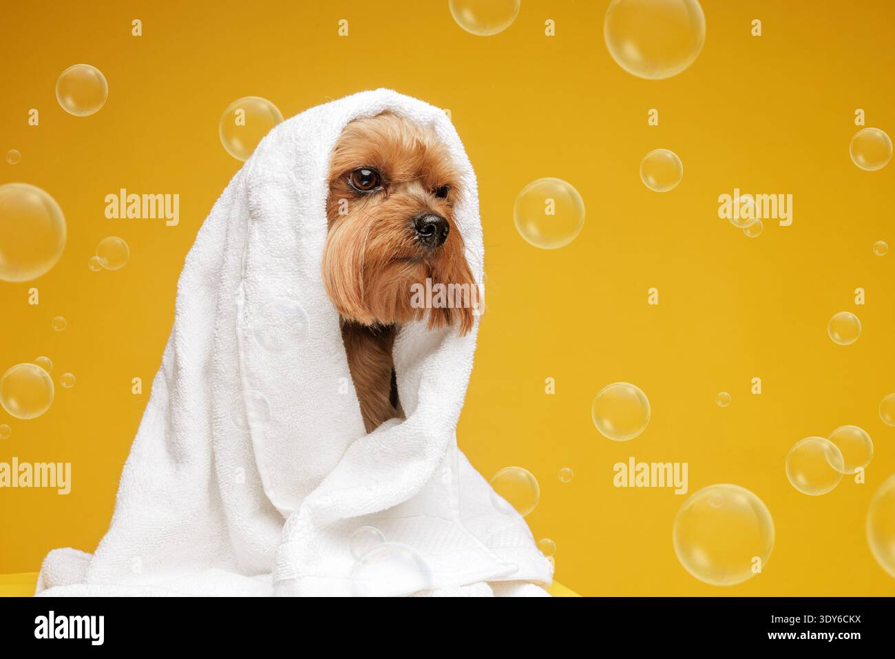 Petit Yorkshire terrier enveloppé dans une serviette blanche après le bain avec des bulles de savon autour sur fond de studio jaune vif. Concept d'hygiène du chien, gr Banque D'Images