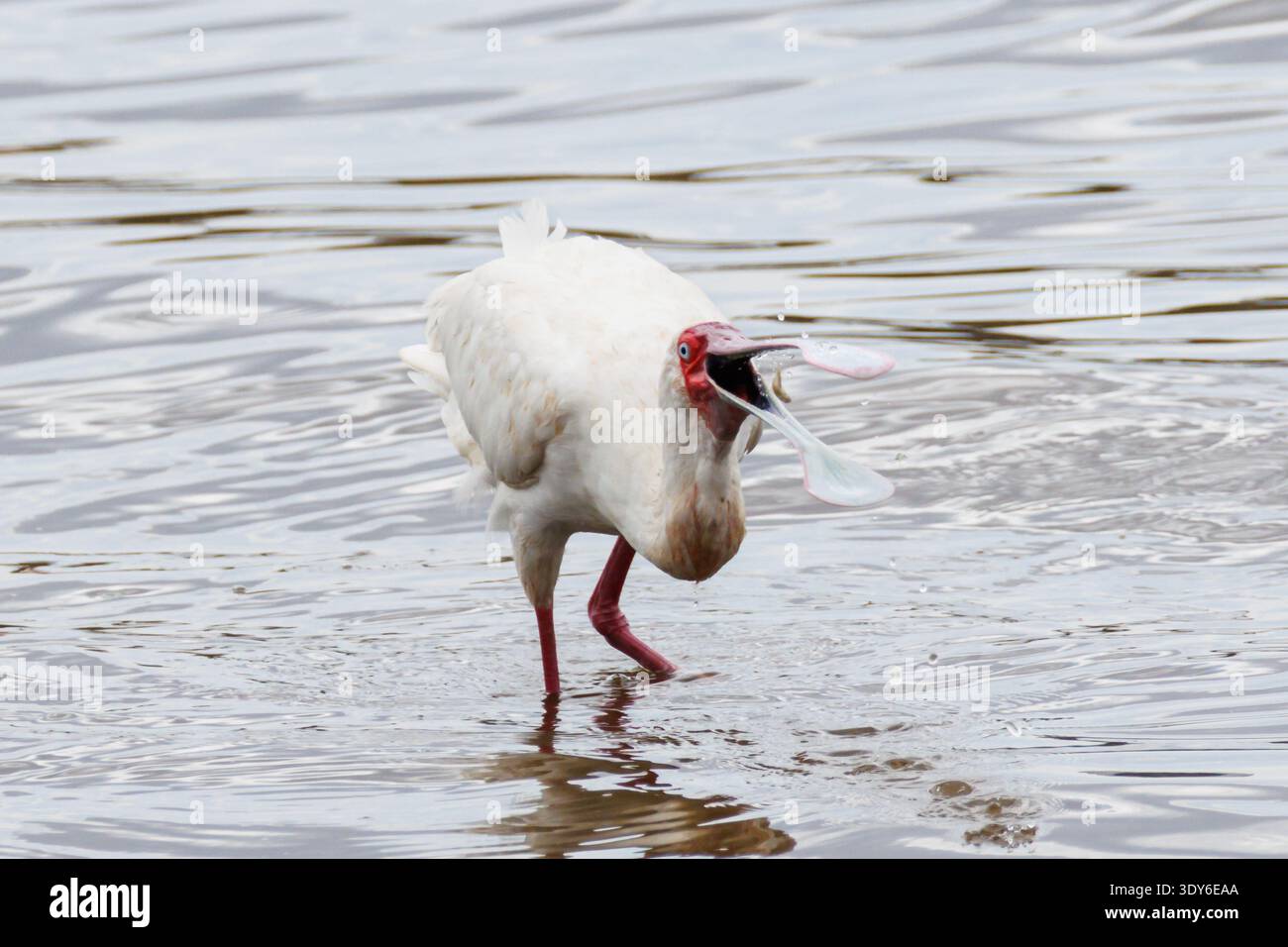 African Spoonbill, Platalea alba Lake Nakuru, Great Rift Valley, Kenya, Afrique Banque D'Images