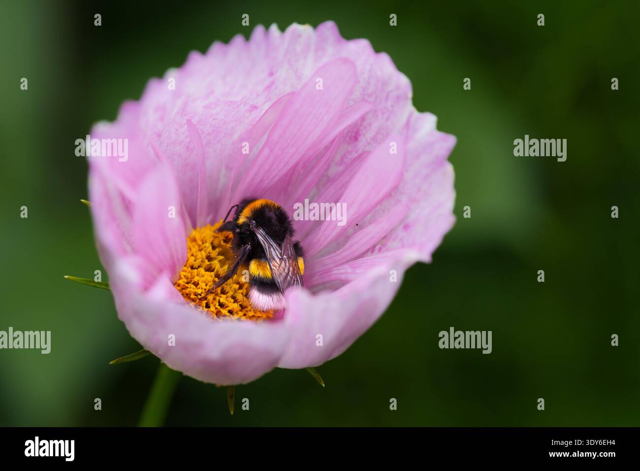 Bourdon reposant dans la fleur rose de Cosmos, paraissant endormi Banque D'Images
