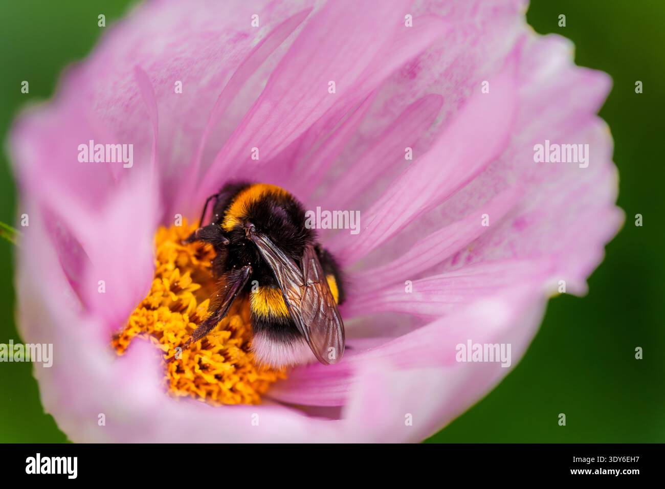 Bourdon reposant dans la fleur rose de Cosmos, paraissant endormi Banque D'Images
