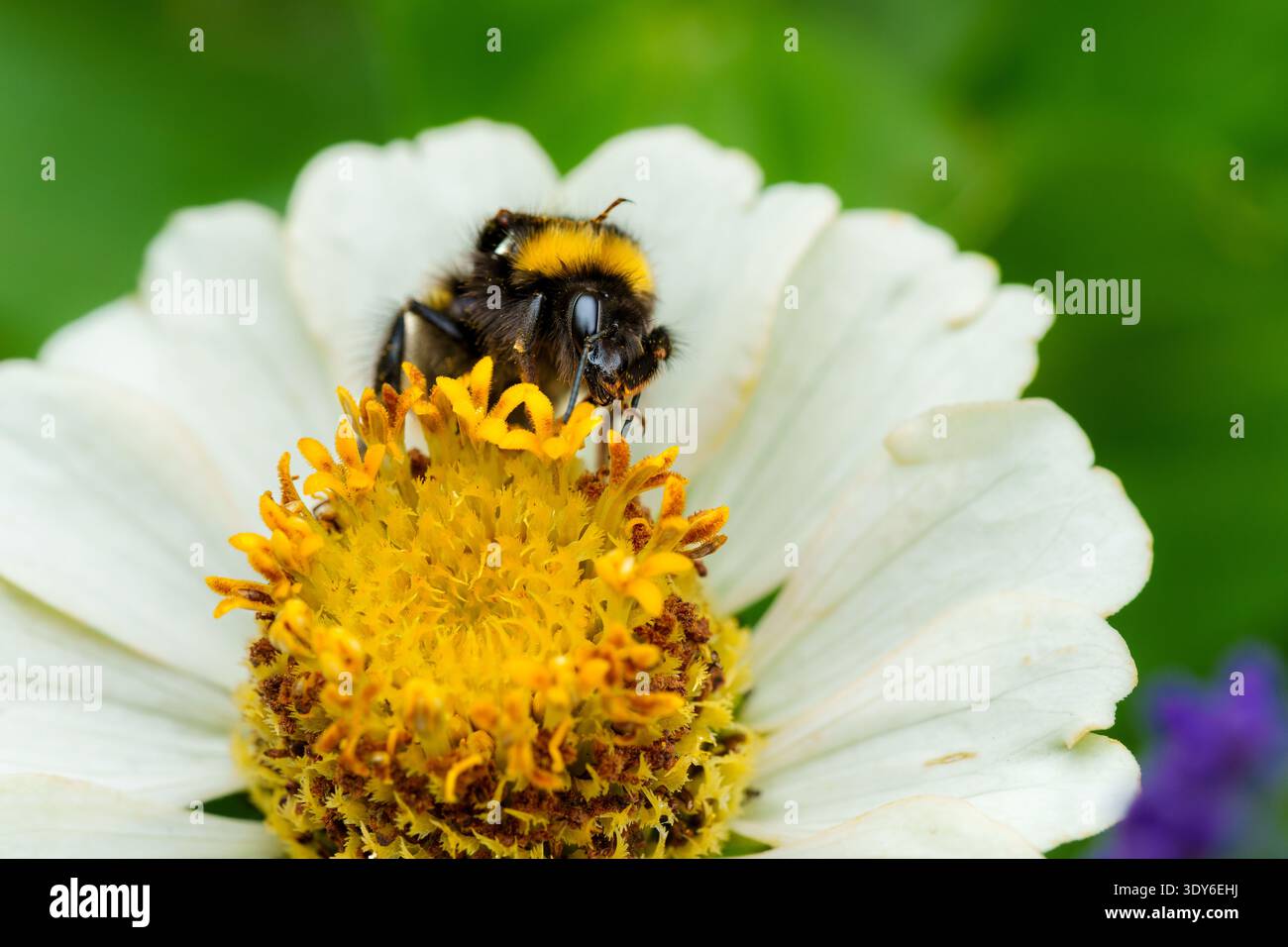 Fourrure de tête de toilettage de bourdon sur fleur blanche de Zinnia Banque D'Images