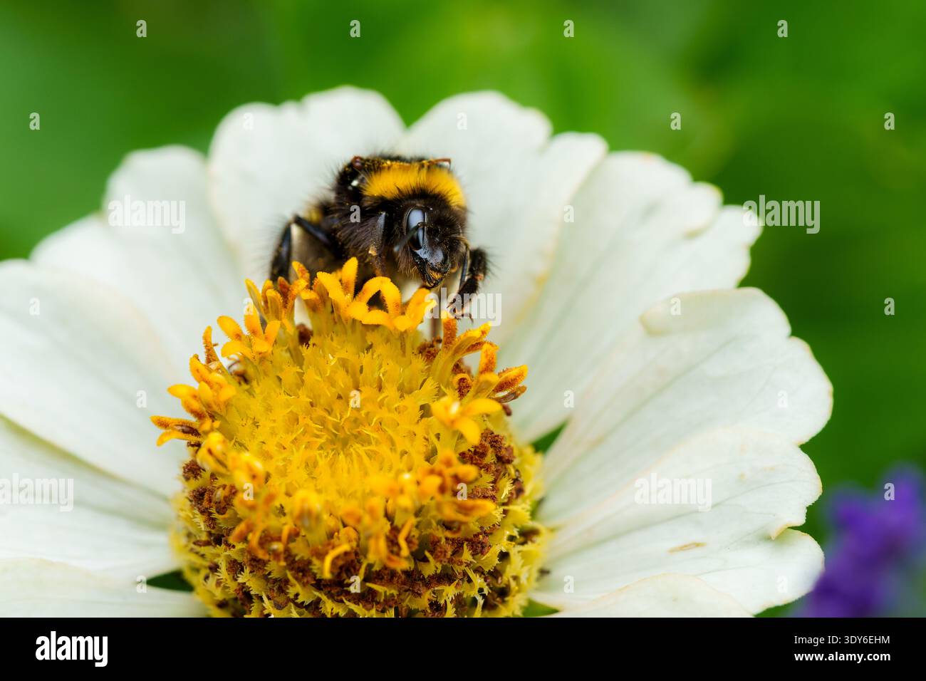 Fourrure de tête de toilettage de bourdon sur fleur blanche de Zinnia Banque D'Images