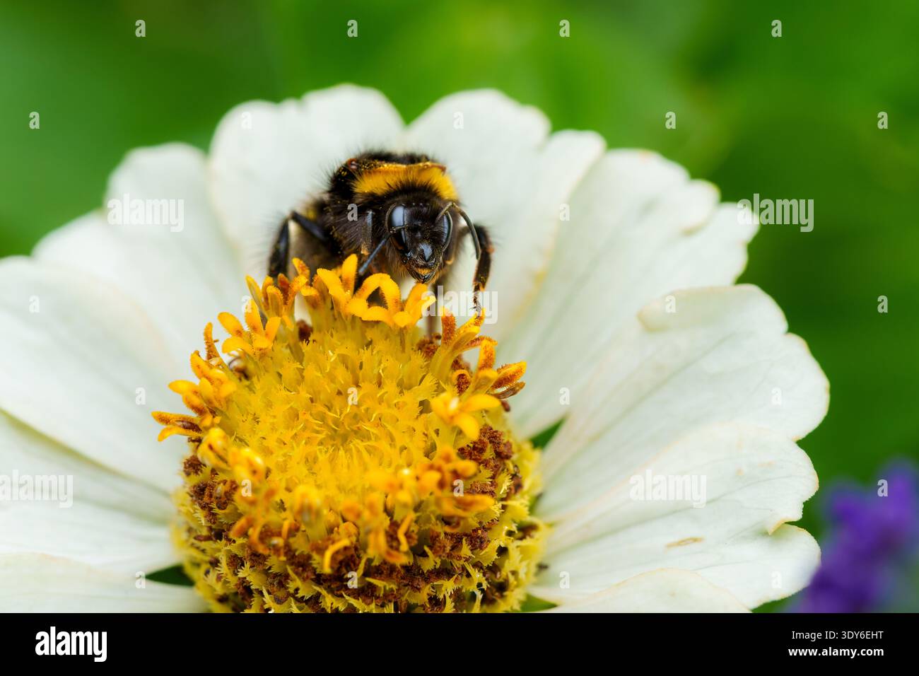 Fourrure de tête de toilettage de bourdon sur fleur blanche de Zinnia Banque D'Images