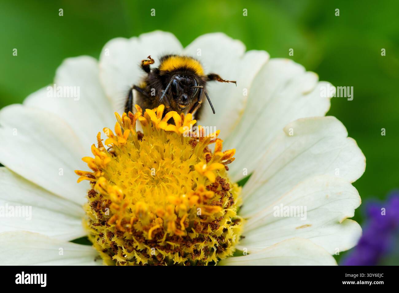 Fourrure de tête de toilettage de bourdon sur fleur blanche de Zinnia Banque D'Images
