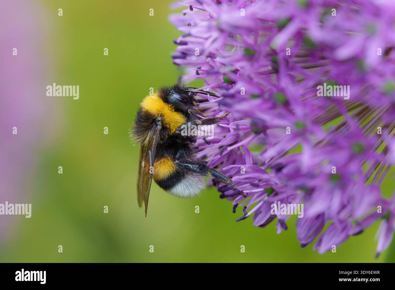 Bourdon à la recherche de nectar sur fleur d'Allium pourpre, macro Banque D'Images