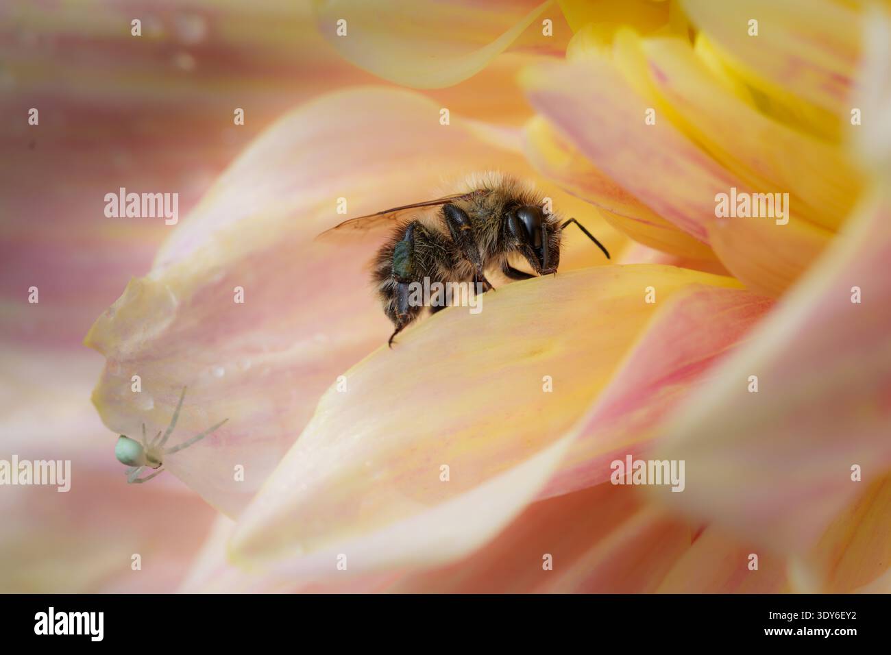 Bourdon collectant le nectar de Dahlia, araignée de crabe de fleur blanche sur les pétales Banque D'Images