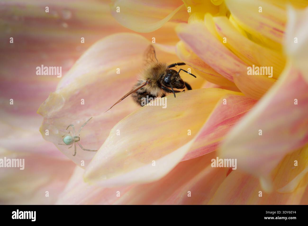 Bourdon collectant le nectar de Dahlia, araignée de crabe de fleur blanche sur les pétales Banque D'Images
