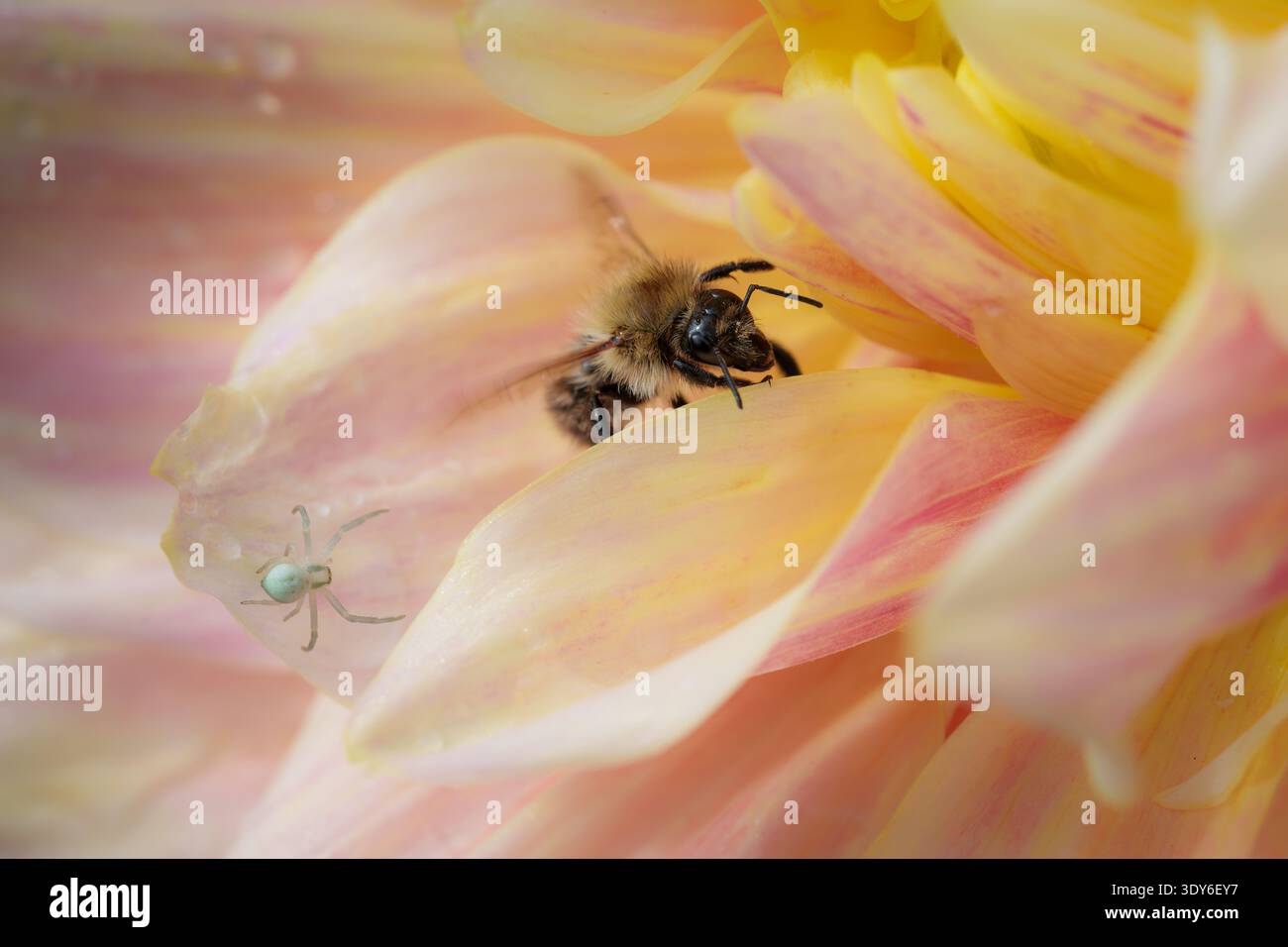 Bourdon collectant le nectar de Dahlia, araignée de crabe de fleur blanche sur les pétales Banque D'Images