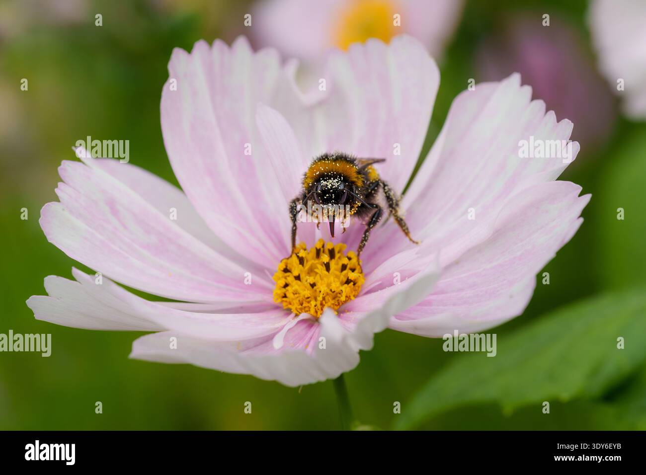Bourdon collectant le nectar sur fleur de Cosmos rose clair, fourrure recouverte de pollen, langue visible Banque D'Images