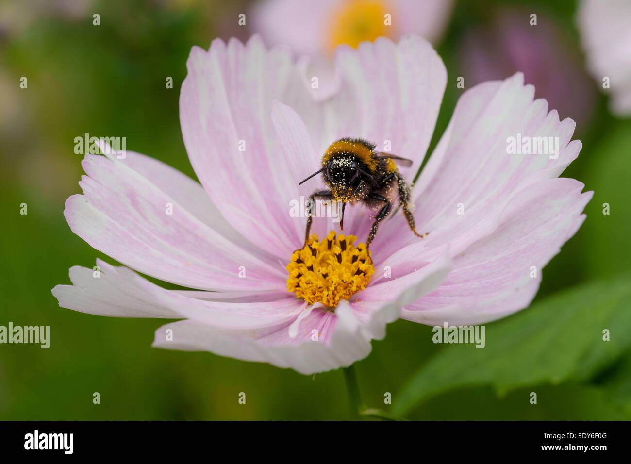 Bourdon collectant le nectar sur fleur de Cosmos rose clair, fourrure recouverte de pollen, langue visible Banque D'Images