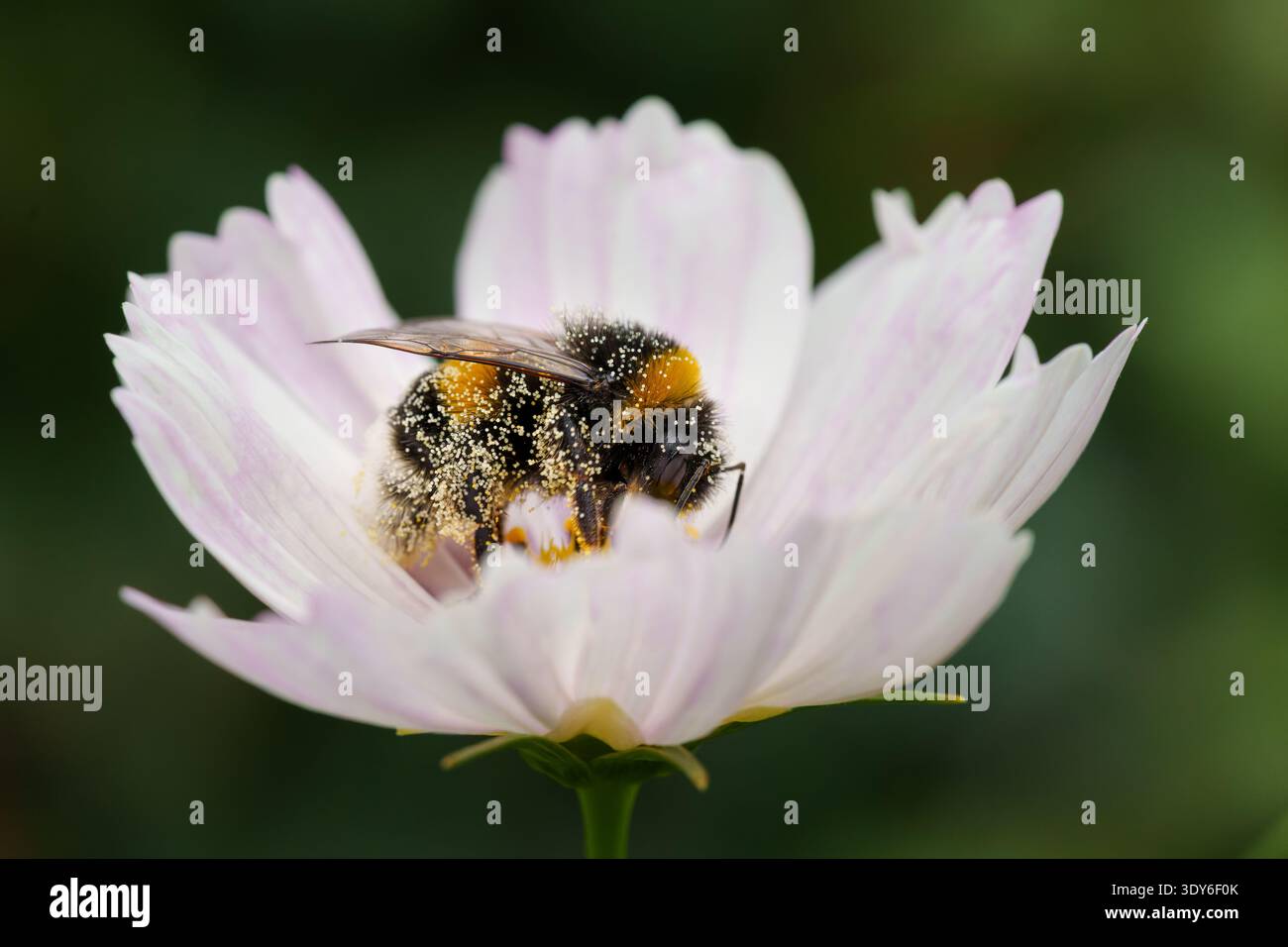 Bourdon collectant le nectar sur fleur de Cosmos rose clair, fourrure recouverte de pollen, langue visible Banque D'Images