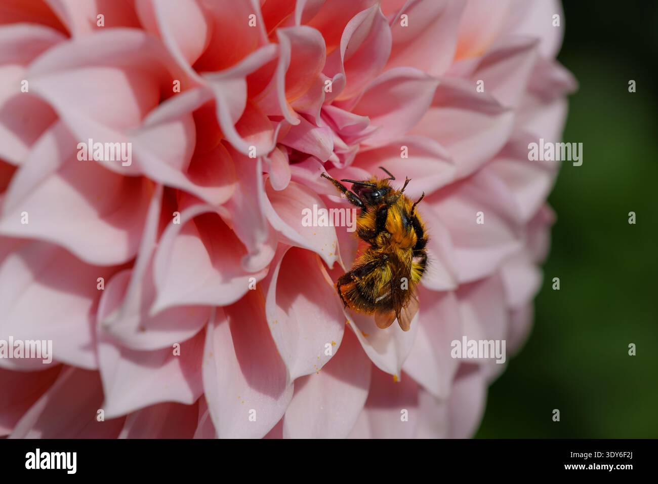 Bourdon collectant le nectar sur la fleur rose de Dahlia Banque D'Images