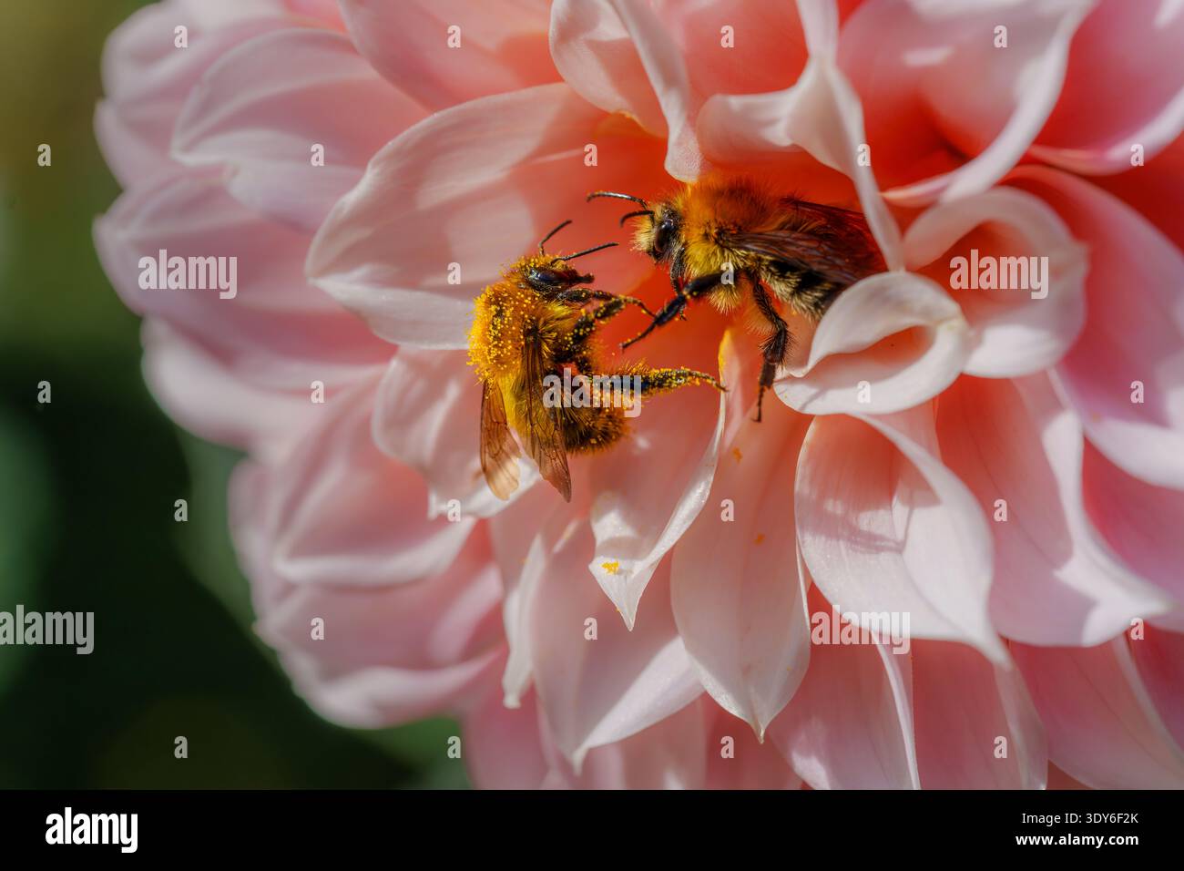 Deux bourdons luttant pour le nectar sur la fleur rose de Dahlia Banque D'Images