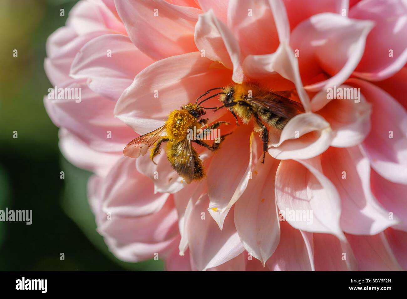 Deux bourdons luttant pour le nectar sur la fleur rose de Dahlia Banque D'Images