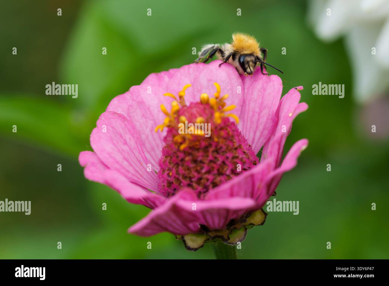 Bourdon collectant le nectar sur Zinnia rose Banque D'Images