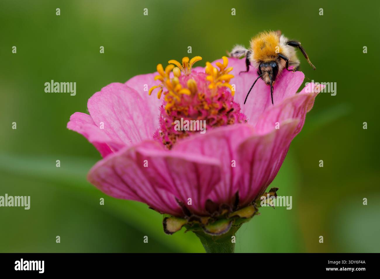 Bourdon collectant le nectar sur Zinnia rose Banque D'Images