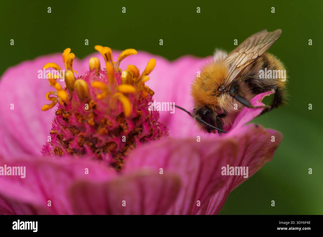 Bourdon collectant le nectar sur Zinnia rose Banque D'Images