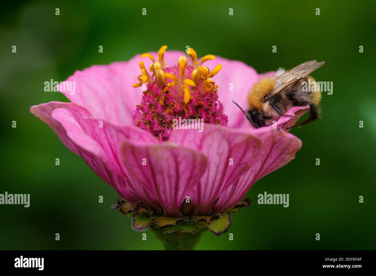 Bourdon collectant le nectar sur Zinnia rose Banque D'Images