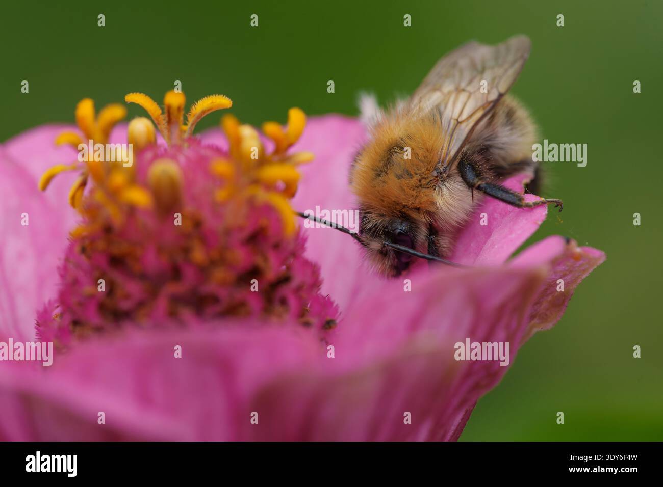 Bourdon collectant le nectar sur Zinnia rose Banque D'Images