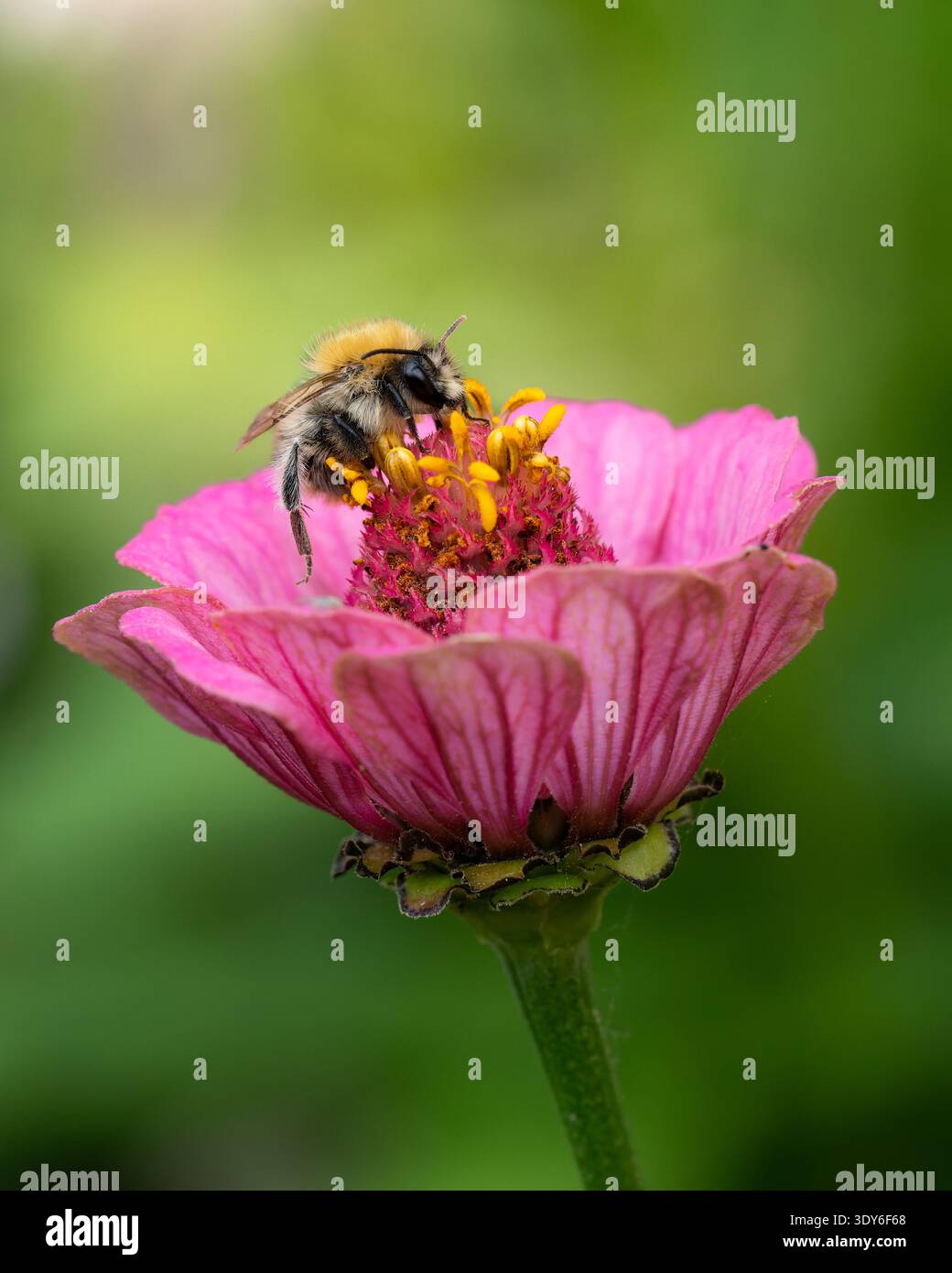 Bourdon collectant le nectar sur Zinnia rose Banque D'Images