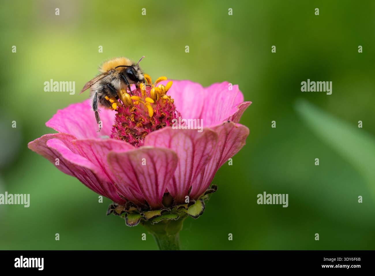 Bourdon collectant le nectar sur Zinnia rose Banque D'Images