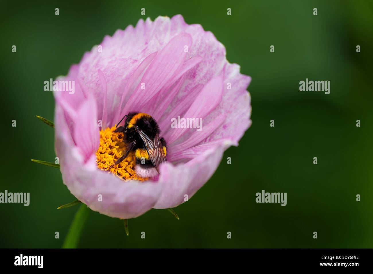 Bourdon reposant dans la fleur rose de Cosmos, paraissant endormi Banque D'Images