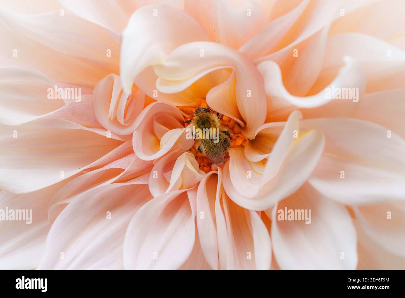 Bourdon à la recherche de nectar sur la fleur de dahlia rose clair « café au lait » Banque D'Images