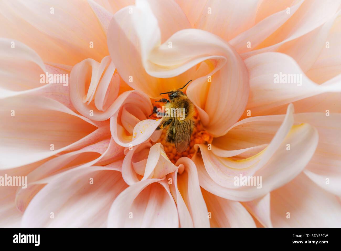 Bourdon à la recherche de nectar sur la fleur de dahlia rose clair « café au lait » Banque D'Images