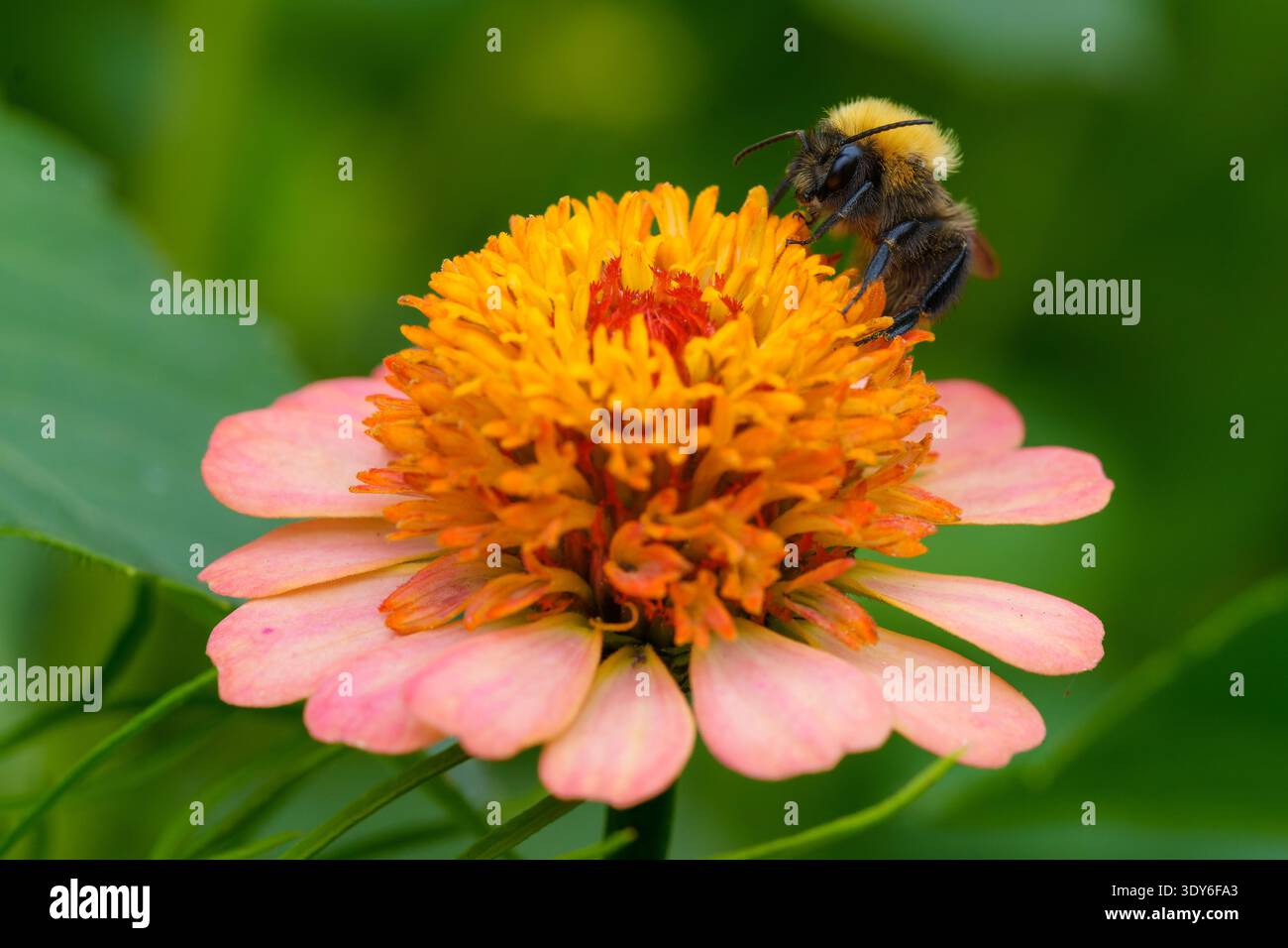 Bourdon collectant le nectar sur Zinnia rose Banque D'Images