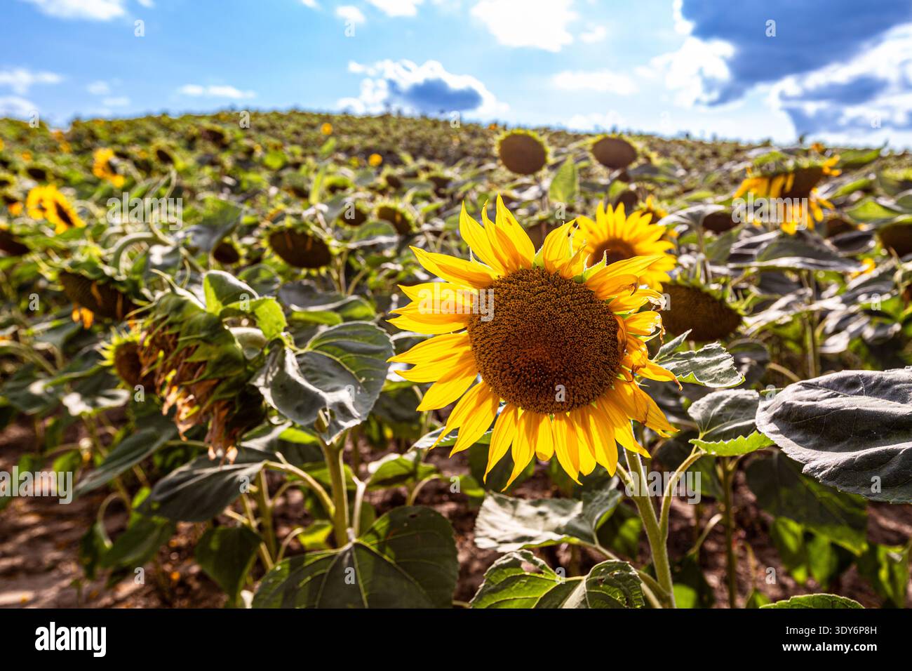 Une vue rapprochée d'un tournesol poussant dans un large champ agricole pendant l'été. Le premier plan montre une fleur mature avec des pétales jaunes Banque D'Images