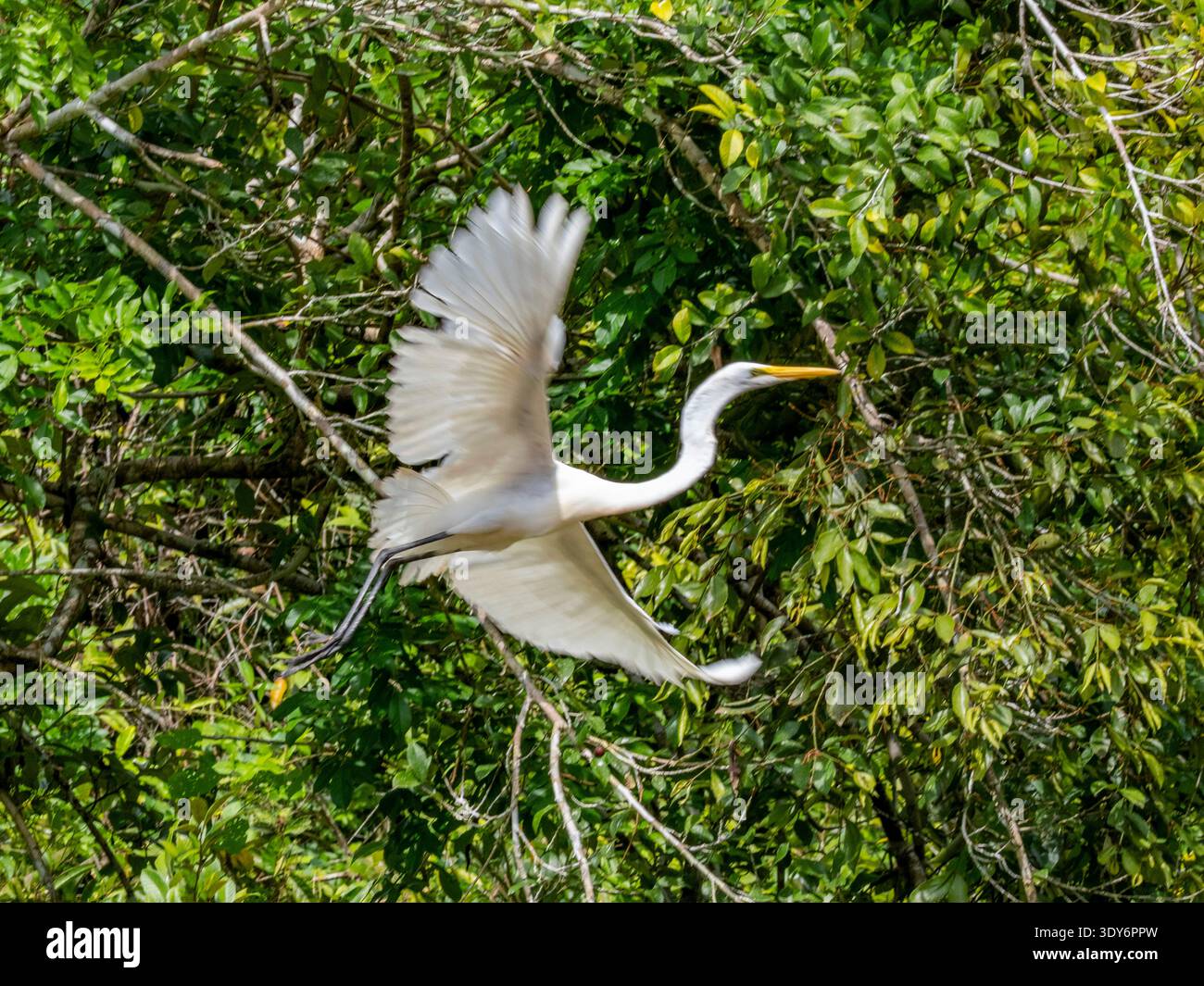 La grande aigrette prend son envol de l'arbre dans un cadre de forêt luxuriante au Pérou Banque D'Images