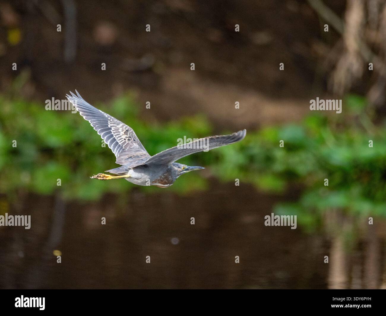 Le héron strié capture des poissons en survolant l'eau dans la réserve Pacaya Samiria, au Pérou, pendant les heures de lumière du jour Banque D'Images
