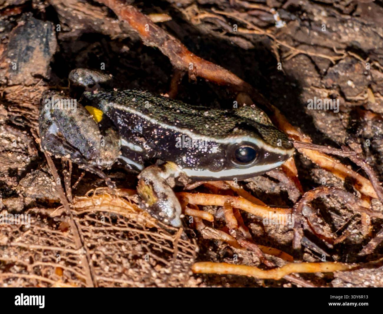 Grenouille poison-flèche brillante vue dans son habitat naturel dans la réserve Pacaya Samiria au Pérou pendant les heures de jour Banque D'Images