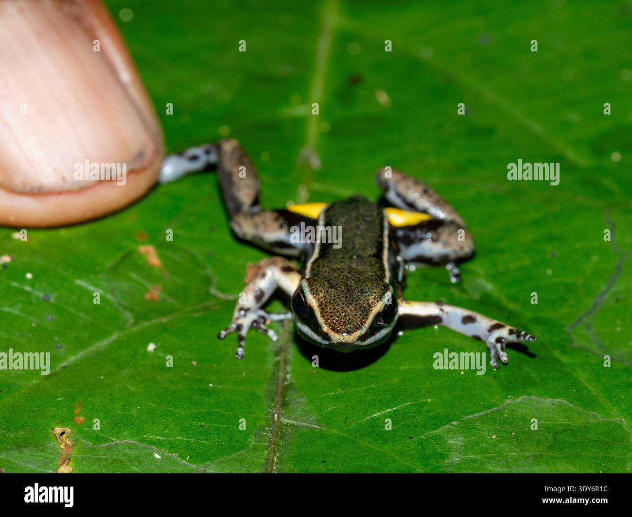 Grenouille poison-flèche brillante vue se reposant sur une feuille dans la forêt tropicale péruvienne pendant les heures de lumière du jour Banque D'Images