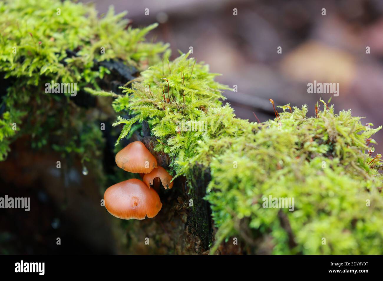 Deux petits champignons orangers de la forêt poussant à partir d’une bûche couverte de mousse dans un micro‑habitat forestier humide d’automne, illustrant l’écologie naturelle, la décomposition Banque D'Images