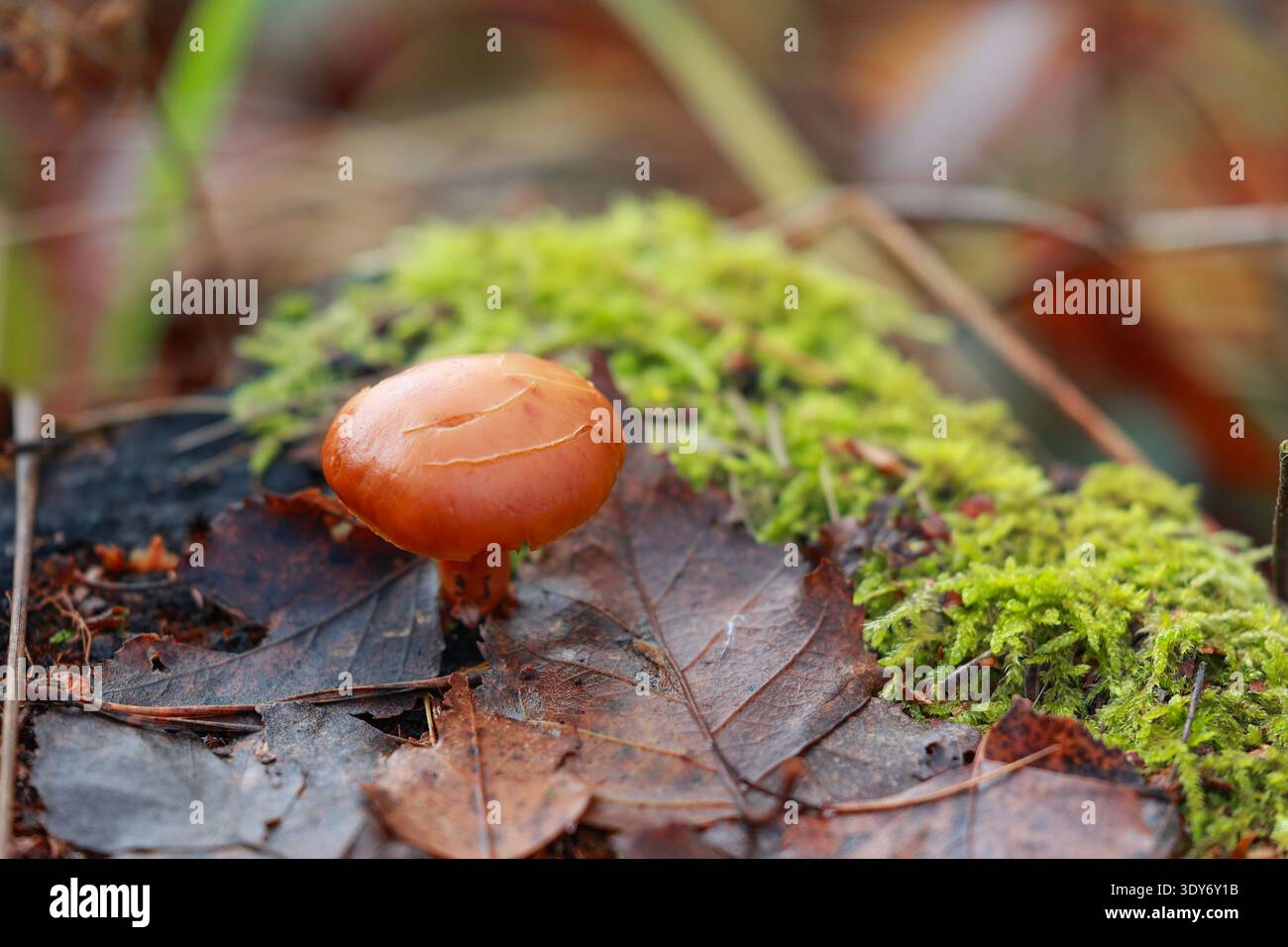 Petit champignon forestier brun poussant parmi la mousse et les feuilles mortes dans un micro‑habitat forestier humide d'automne, illustrant l'écologie naturelle, la décomposition Banque D'Images
