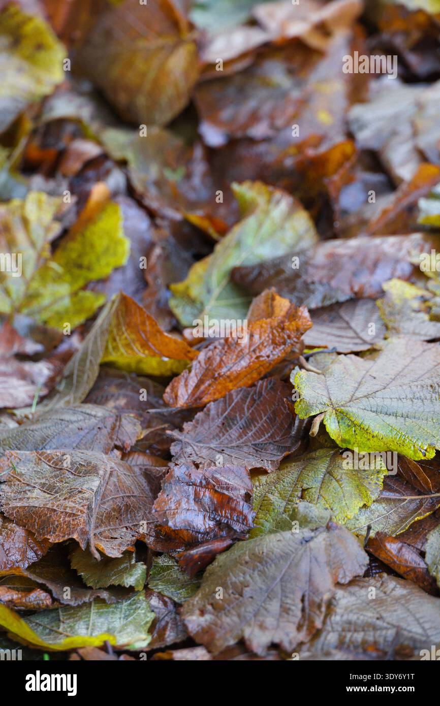 Couche de feuilles d'automne tombées dans des tons terreux, montrant la pourriture naturelle, l'humidité et le cycle écologique tranquille de la décomposition qui façonne le floo forestier Banque D'Images