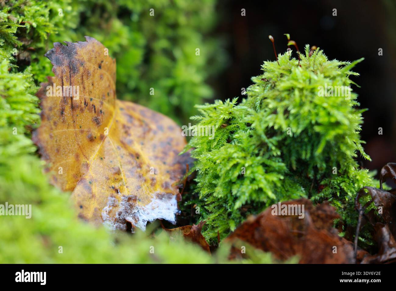 Micro‑scène forestière automnale avec une mousse verte dense et une feuille en décomposition, mettant en évidence l'écologie naturelle des bois, la rétention d'humidité et la biologica tranquille Banque D'Images