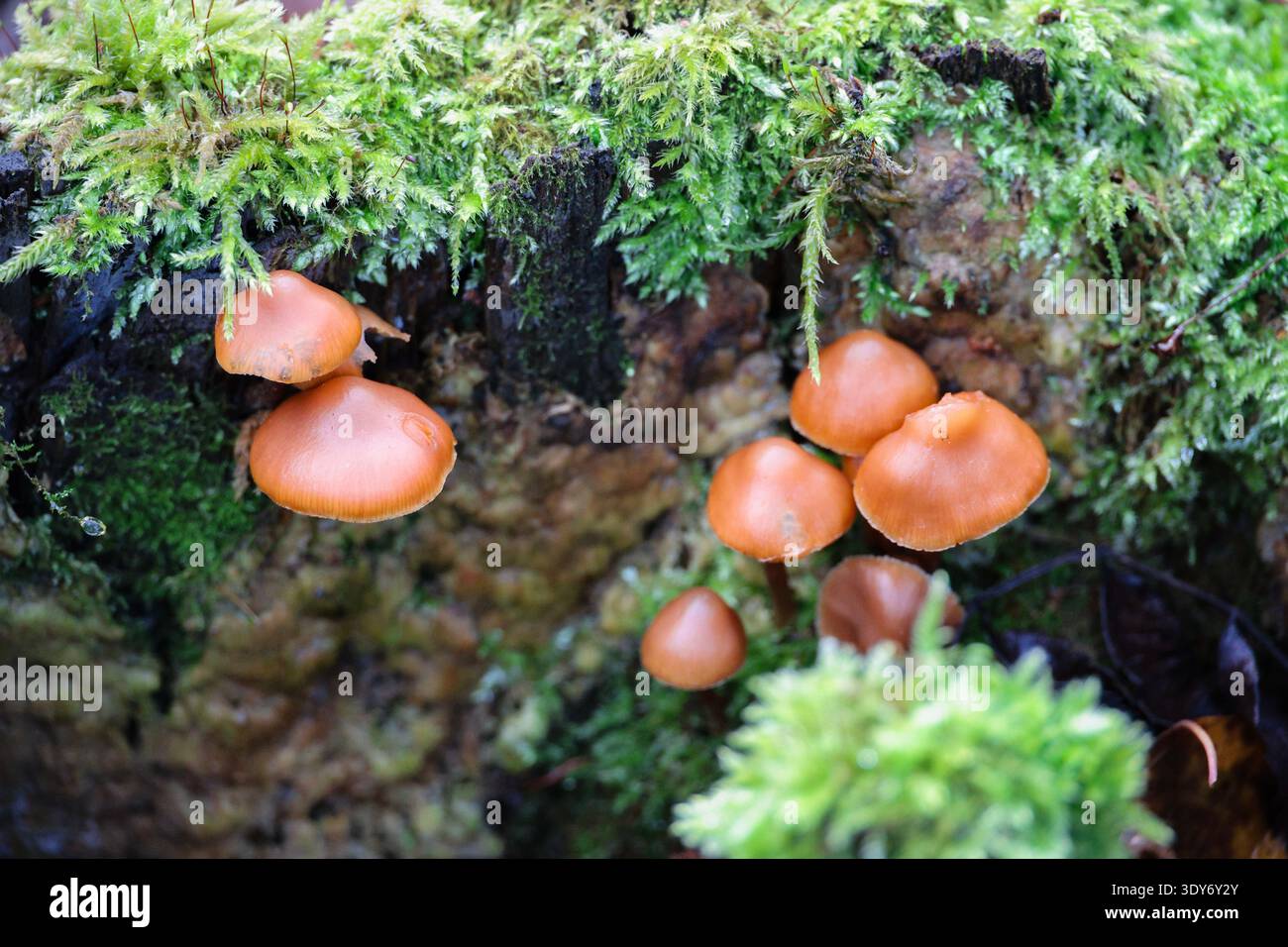 Champignons forestiers d'automne poussant sur une bûche couverte de mousse dans un micro-habitat boisé humide, mettant en évidence l'écologie naturelle, les processus de décomposition et th Banque D'Images