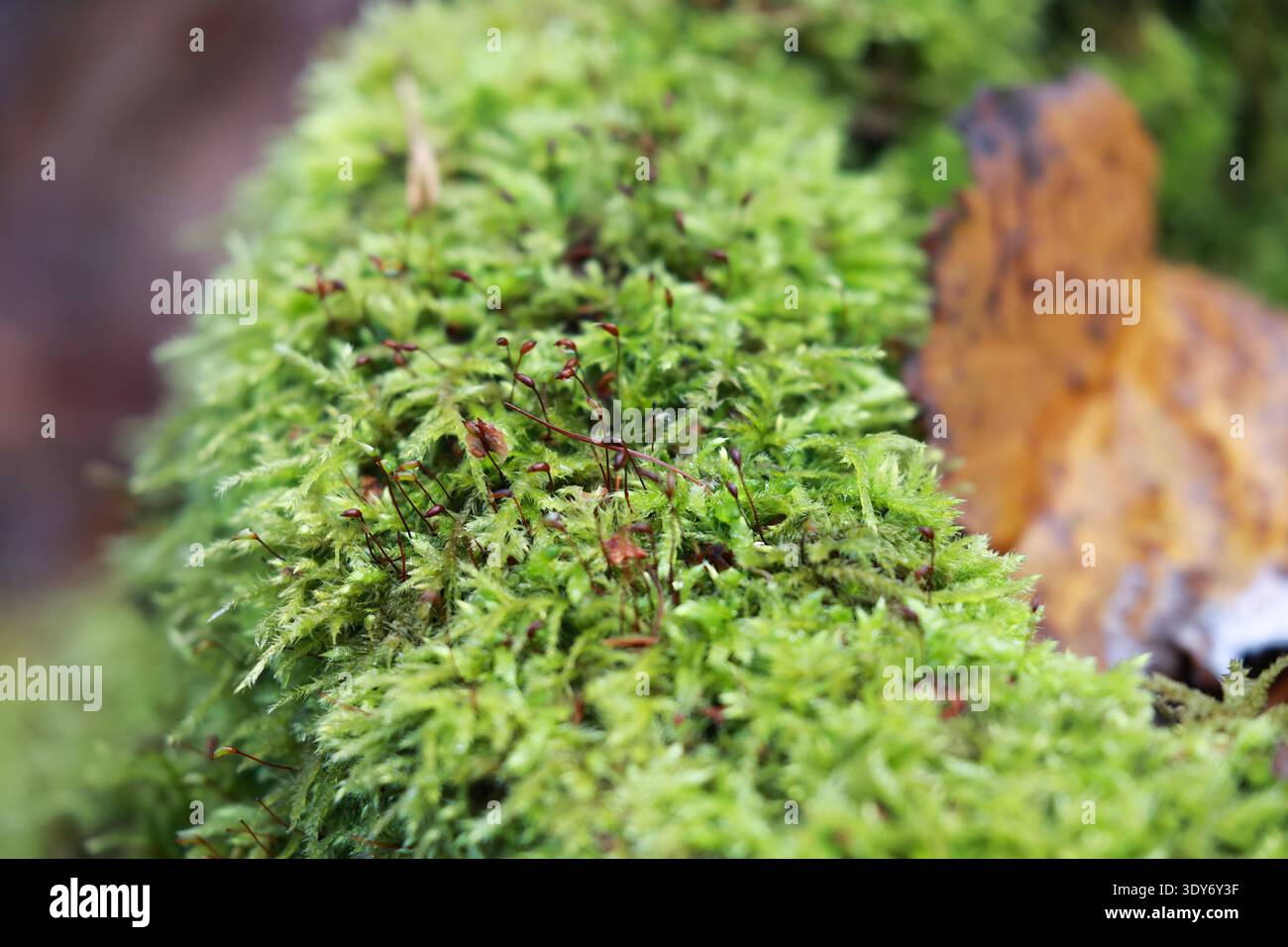 Mousse verte dense du genre Hypnum couvrant une surface forestière dans un micro‑habitat automnal humide, illustrant l’écologie naturelle, la rétention d’humidité et le t Banque D'Images