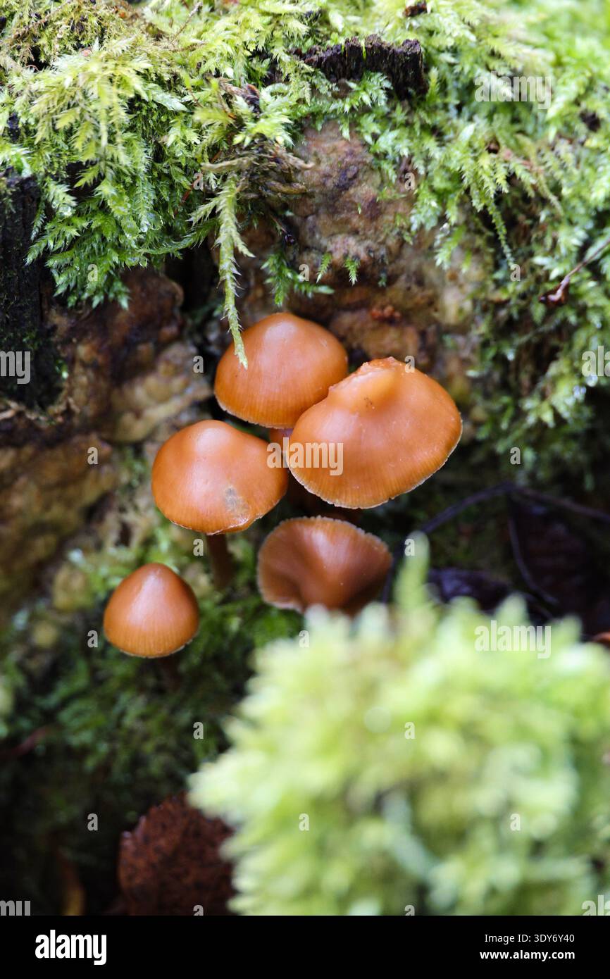 Grappe de petits champignons forestiers orange-brun poussant parmi la mousse verte vibrante dans un habitat boisé humide, capturant l'atmosphère automnale calme et n Banque D'Images